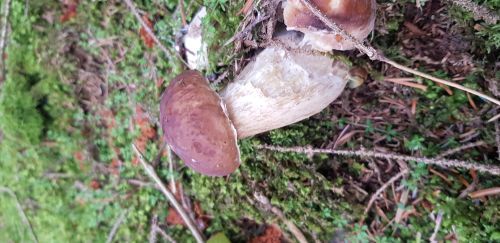 Porcini mushroom in amongst moss